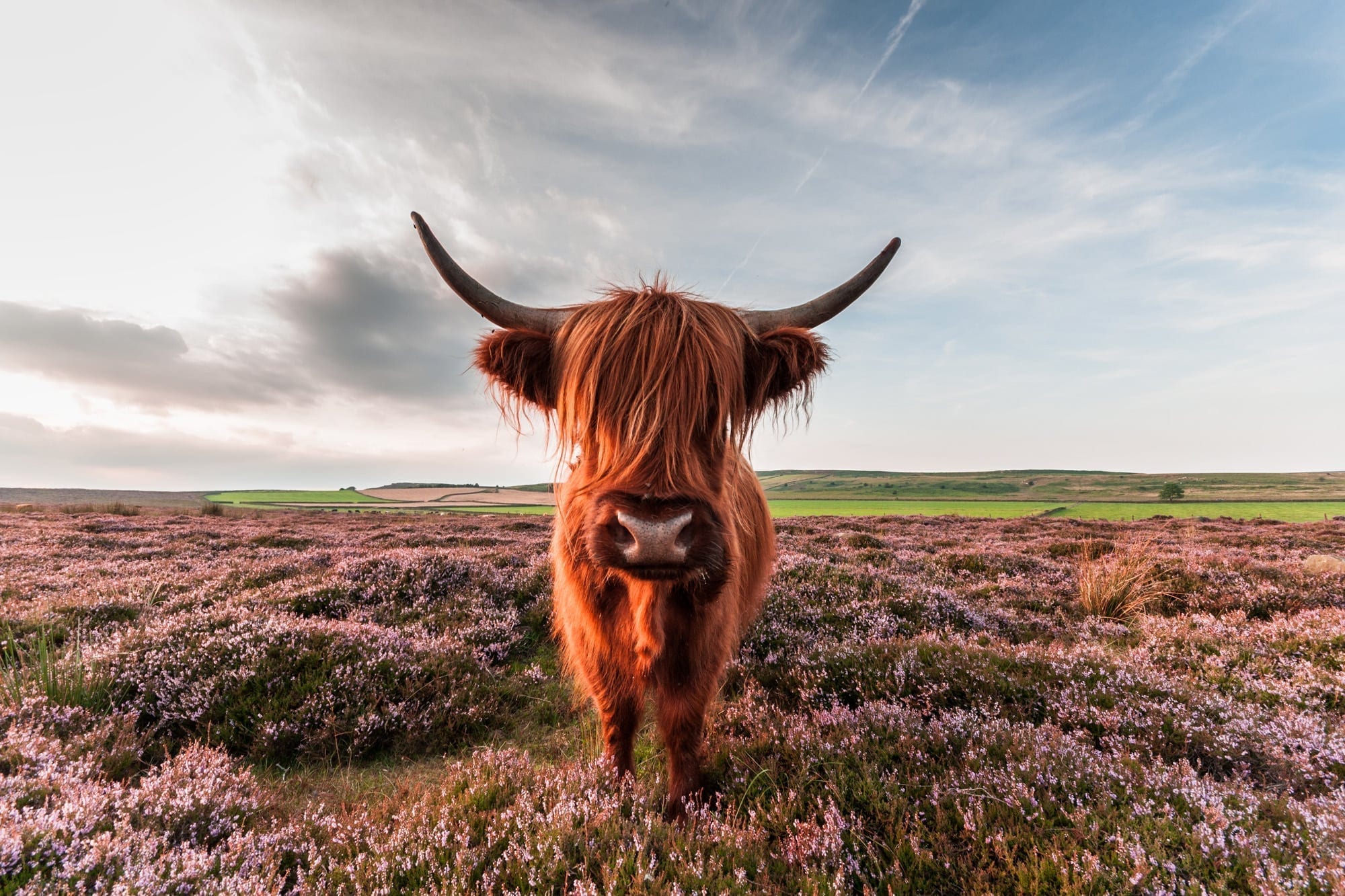 Are You Looking At Me? - Baslow Highland Cow - Peak District Photography
